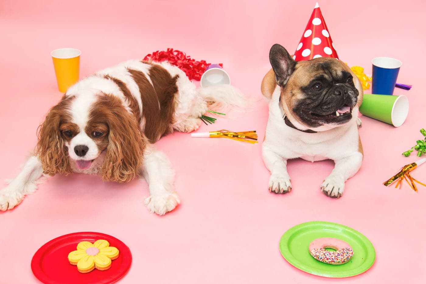 Pet Supplies