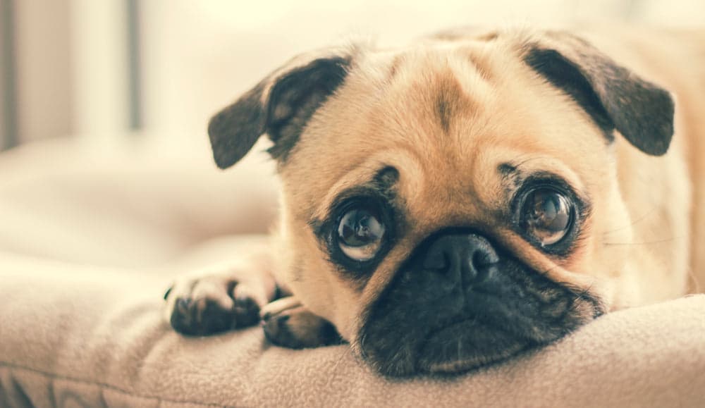Pet beds & travel carriers