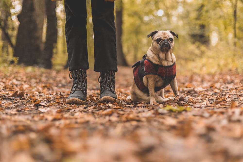 Collars, harnesses & leads