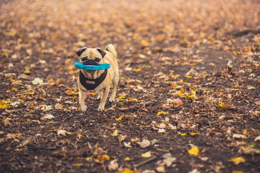 Grooming accessories & pet toys